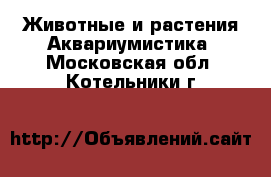 Животные и растения Аквариумистика. Московская обл.,Котельники г.